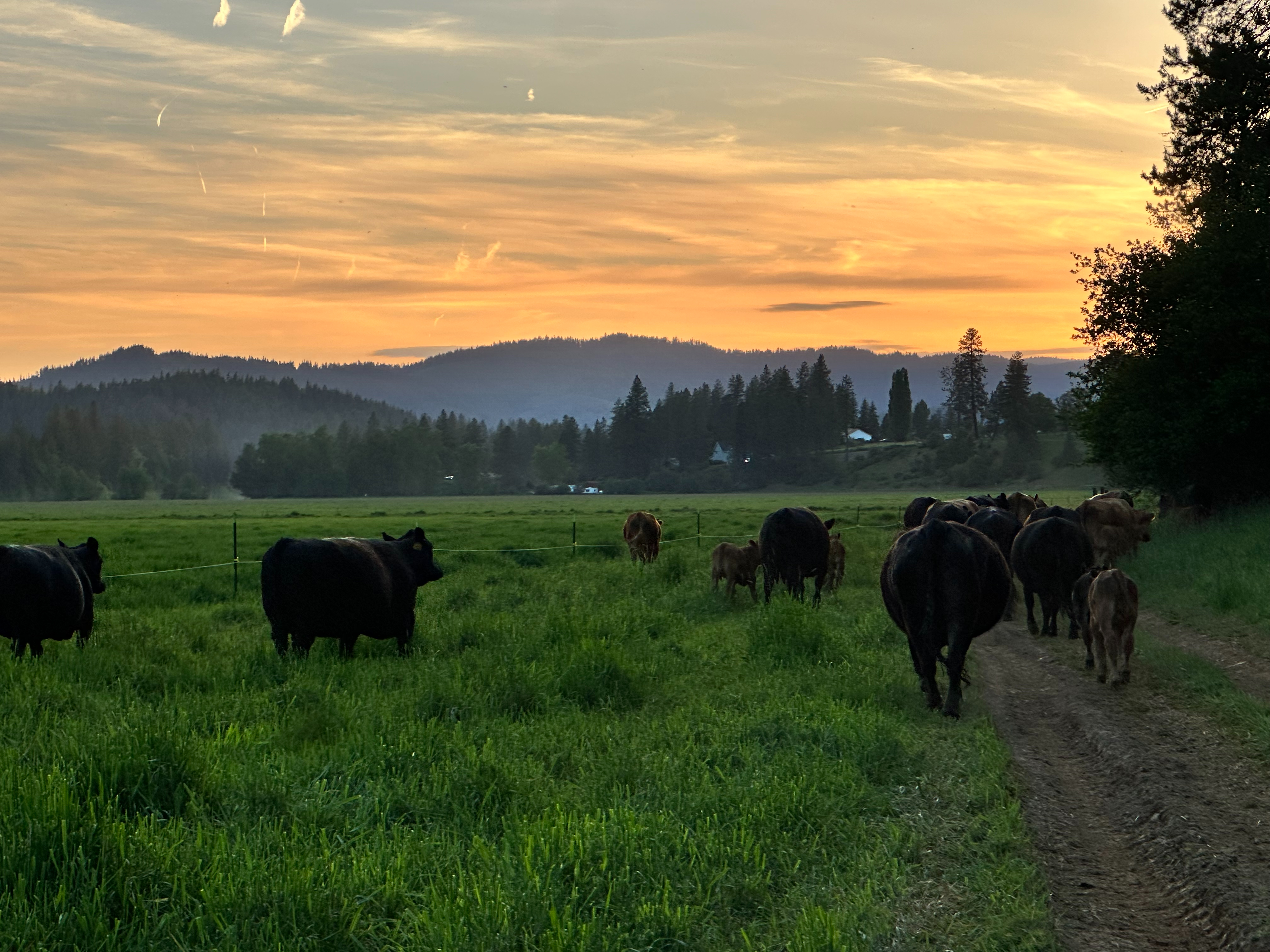 The Mission Ranch herd at golden hour in North Idaho